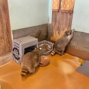 멍이와쿤이 이미지