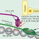 액틴 이미지