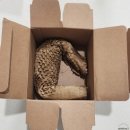 큰솔가 | 임신 준비단계 필수 영양제 내돈내산 [솔가 엽산400]