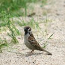 참새 tree sparrow Passer montanus 이미지