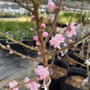 대림가든 이미지