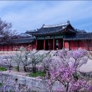 노신사 Daum카페