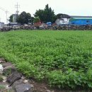 하모리-41 이미지