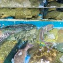 안전횟집 이미지