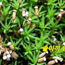 솔이끼