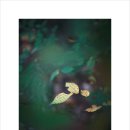 숲에 머물다 이미지