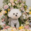 블리스독 이미지