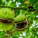 마로니에 이미지