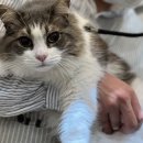 출장펫쌀롱 빙구네 이미지