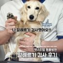 177 | 강아지 알레르기 검사｜펫스티벌 동물 병원에서 177종 검사받은 솔직 후기