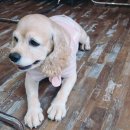 타카독스 커피 이미지