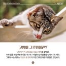 애정그루밍 이미지