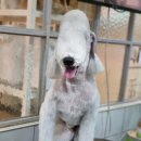 개미애견미용실 이미지