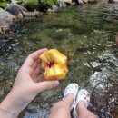 탑고을바라기 이미지