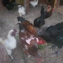 주미 농장 이미지