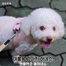 핑크힐병원 | 여름용 강아지 하네스 펫줄앤코 쿨하네스 착용 후기