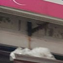 도담도담동물병원 | 월곡 도담도담 동물병원 방문후기 (고양이 종합백신)