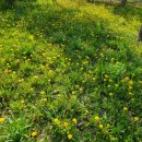 영등근린공원 이미지