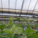 화수 농장 이미지