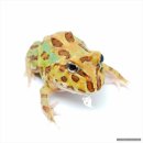 계성농장 | 양서류 팩맨 분양 할인이벤트