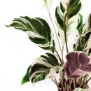 【칼라데아 퓨전화이트(Calathea fusion white)】 이미지