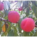 처음농장 이미지