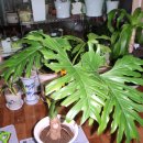 필로덴드론 셀로움 키우기(학명 : Philodendron selloum C. Koch) 이미지