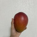 신안댁