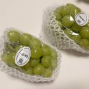청록농장 | [ 과즙세상 ] 탱글탱글 과즙팡팡! 프리미엄 2kg 망고포도 샤인머스켓 아이간식 으로 찰떡이에요