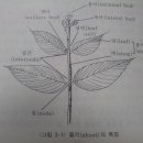 BUD 이미지