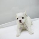 유로애견샵 이미지