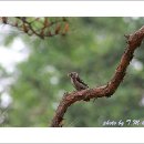 딱따구리 이미지