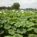 매화농장 이미지