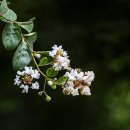 흰배롱나무꽃 이미지