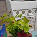 플라워 테라피(B) 이미지