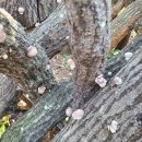 장흥농장 이미지