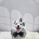 당당하개 이미지