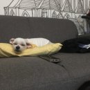 준펫살롱 이미지