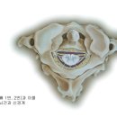 upper Cervical Vertebrae 이미지