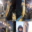 26.05.09 씨알 좋은 한치 조황 입니다. 찾아주신 조사님들 감사합니다. 이미지