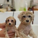 도그살롱바른핏 이미지