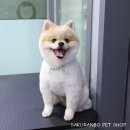 사쿠란보애견샵 부산대점 이미지