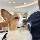 메이동물병원 이미지