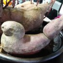 밤듸농장 이미지