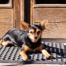 공감＋동물의료센터 이미지