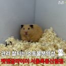 라이더샵 - 연수구 청능대로53번길 32 | 양천구 소동물분양샵 펫엔글라이더 서울목동신월점에서 골든햄스터 분양후기 내돈내산 대만족