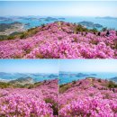 제920회차 3/25 여수 영취산(510 m)산행 예약 신청 이미지