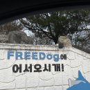 애견마트(송정점) | 충남 논산 애견 펜션 추천 프리독펜션 내돈내산 반려견과 함께하는 완벽한 힐링 여행