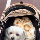 기운내 동물병원 이미지