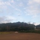 동산흑염소 이미지